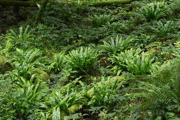 Green background. Beautiful rain forest full of green plants