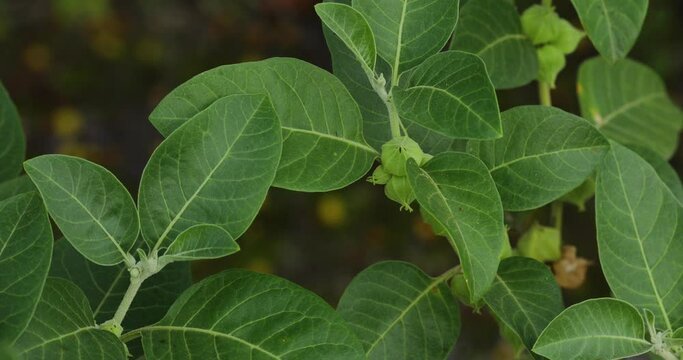herbs. Ashwagandha.