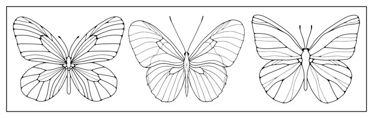 A set of three contours of butterflies on a white background. Background for coloring books, decor, creating designs and patterns.