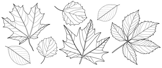 Set of contours of different leaves on a white background. Botanical background for coloring books, decor, pattern making and designs.