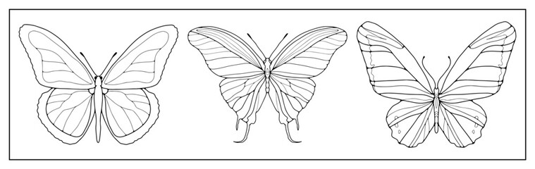 A set of three contours of butterflies on a white background. Background for coloring books, decor, creating designs and patterns.