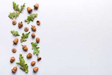 Branch with green oak tree leaves and acorns on colored background, close up top view