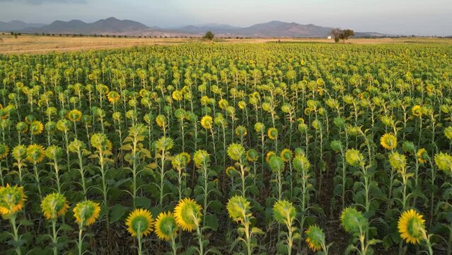 wonderful views of the sunflower fields, the beauty of the sunset and the power of agriculture