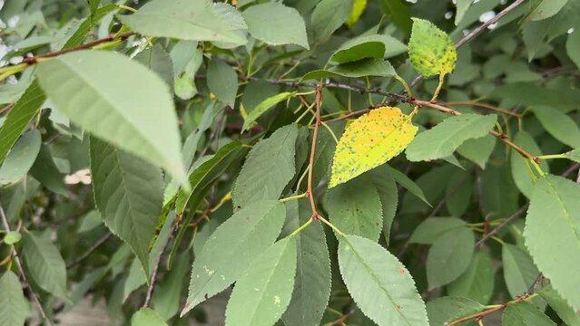 Cherry leaf spot caused by Blumeriella jaapii fungus. Yellow leaf foliar disease Coccomycosis of cherry and plum trees. Brown spots on the leaves.