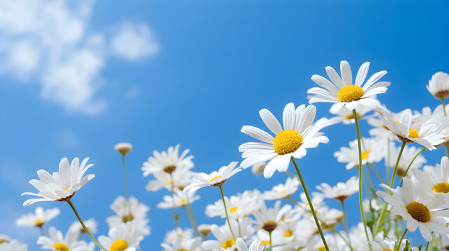 Daisy Flower on blue sky for nature background © jiradej