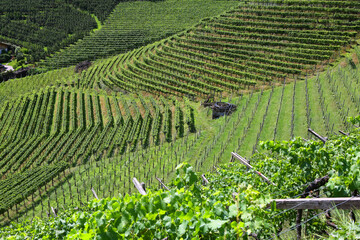 Fototapeta na wymiar Weinanbau und Apfelanbau in Südtirol, Etschtal