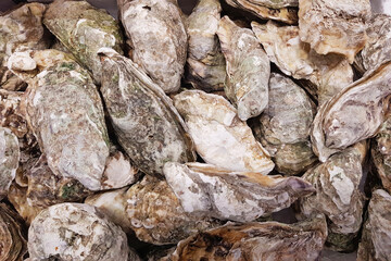Fototapeta na wymiar Fresh oysters textured background, top view. Gourmet food