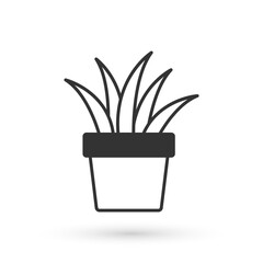 Grey Plant in pot icon isolated on white background. Plant growing in a pot. Potted plant sign. Vector