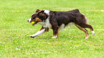 Dog breed miniature american shepherd catches a flying ball on a green field
