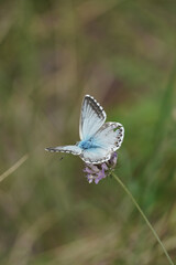 Blue butterfly resting on a flower in a green meadow. Chalkhill (Polyommatus coridon).