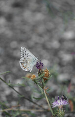 Butterfly resting on a flower in the mediterranean forest. Chalkhill (Polyommatus coridon).
