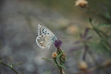 Fototapeta na wymiar Butterfly resting on a flower in the mediterranean forest. Chalkhill (Polyommatus coridon).