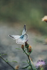 Butterfly resting on a flower in the mediterranean forest. Chalkhill (Polyommatus coridon).