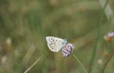 Blue butterfly resting on a flower in a green meadow. Chalkhill (Polyommatus coridon).