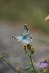 Blue butterfly resting on a flower in a green meadow. Chalkhill (Polyommatus coridon).