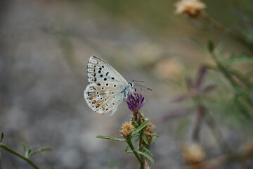 Fototapeta na wymiar Blue butterfly resting on a flower in a green meadow. Chalkhill (Polyommatus coridon).