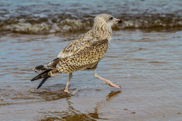 Great black-backed gull (Larus marinus, juv). The bird wash bill and drinks fresh water after the...