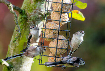 Long-tailed tits (Aegithalos caudatus) on a fatball feeder in an English garden, October - obrazy, fototapety, plakaty