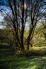 Fototapeta na wymiar Image of trees in a forest