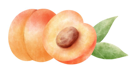 Watercolor Apricot 