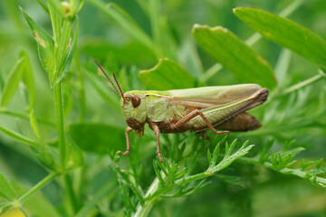 Closeup on the European common green grasshopper, Omocestus viridulus, sitting in the vegetation
