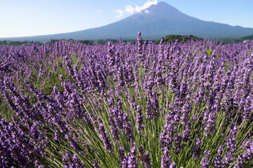 field of lavender