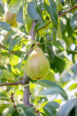 pears grow on a tree, harvest. Selective focus.