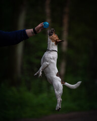 Jack Russell Terrier jumping up hight to catch blue ball in its owner's hand. Cheerful dog plays with human on evening walk. Happy active pet on the lawn. High quality verticall photo