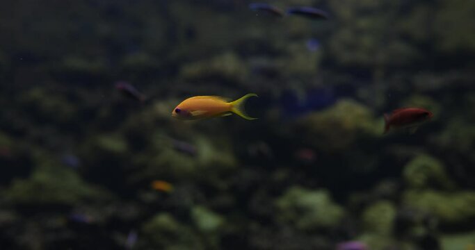 Amazing colorful marine coral reef aquarium and yellow fish. Goldfish in sea or aquarium