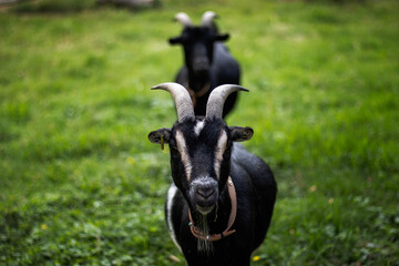 Cabras negras, Suiza