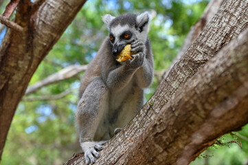 Wild ring-tailed lemur (Lemur catta), Madagascar