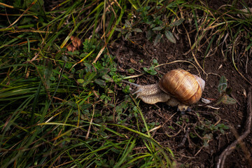 Caracol comiendo en el campo
