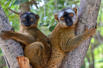 Common brown lemur,  Madagascar nature © mirecca