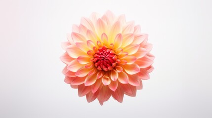 Close up beautiful Dahlia flower isolated on white background with copy space.