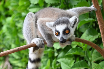 Wild ring-tailed lemur (Lemur catta), Madagascar