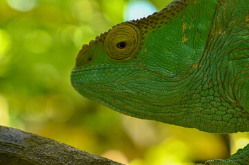 Parson s chameleon (Calumma parsonii) - Rare Madagascar Endemic Reptile