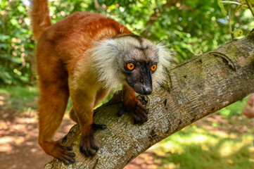 Black lemur -  female, Madagascar nature
