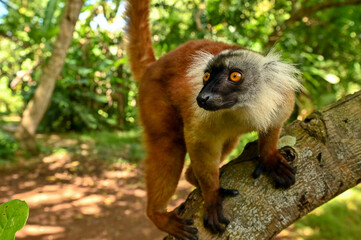 Black lemur -  female, Madagascar nature
