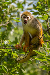 a squirrel monkey on the tree