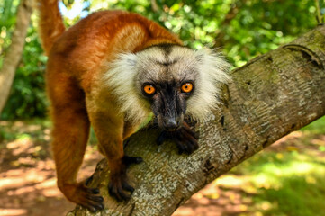 Black lemur -  female, Madagascar nature