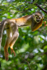 Obraz premium a squirrel monkey on the tree