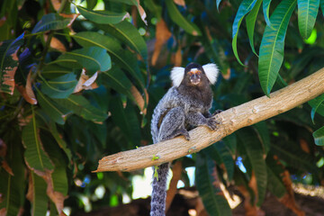 marmoset monkey on a tree branch in brazil