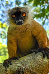 Black lemur -  female, Madagascar nature