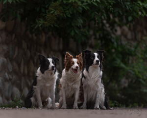 Three obedient border collies sit on the path against the backdrop of masonry and greens. Dog's family. High quality horizontal photo