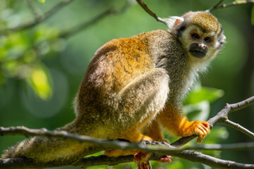 Fototapeta premium a squirrel monkey on the tree