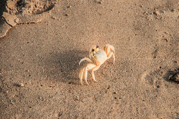small crab on the sand