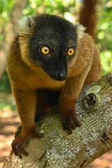 Common brown lemur,  Madagascar nature