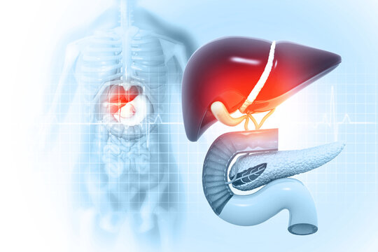 Anatomy of Liver, pancreas and gallbladder on medical background. Human digestive system. 3d illustration