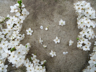 A branch with white flowers on the background close-up, a branch from a tree in spring with flowers


