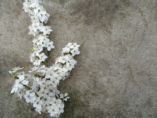 A branch with white flowers on the background close-up, a branch from a tree in spring with flowers

